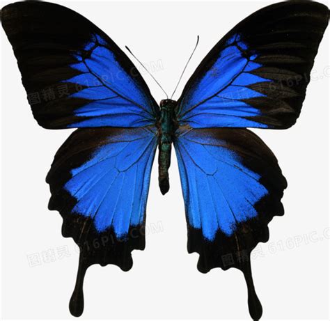 藍黑色蝴蝶 黑底白字